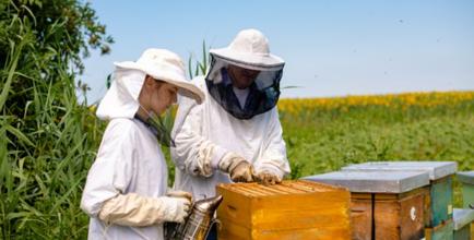 apiculture