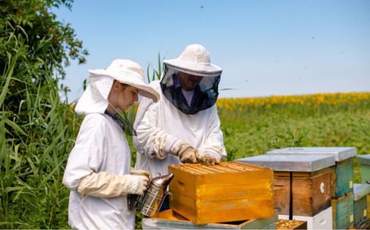 apiculture