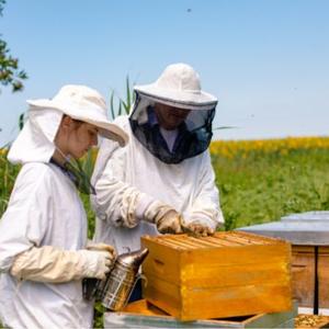 apiculture