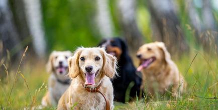 ZM-médecine-population