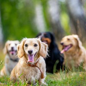 ZM-médecine-population